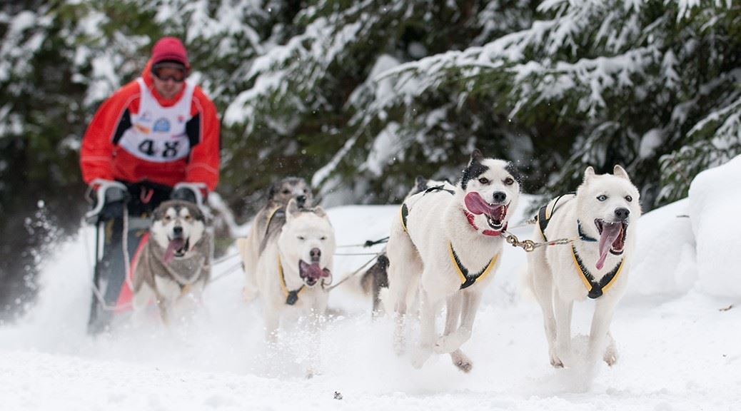 pack of mountain dogs running on snow and pulling a sledge with a man on it